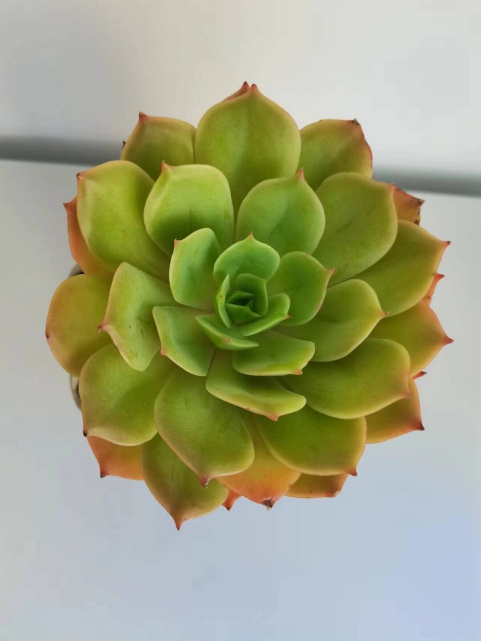 每天认识一种多肉—白雪公主  花盆:选择口径比植物冠幅略大一点的