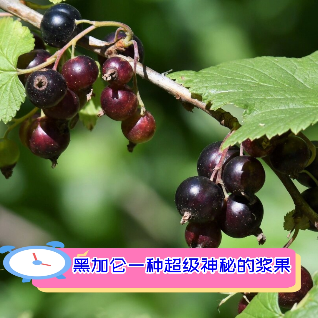 黑加仑一种超级神秘的浆果  对于许多80,90年代的人来说,黑加仑这种小