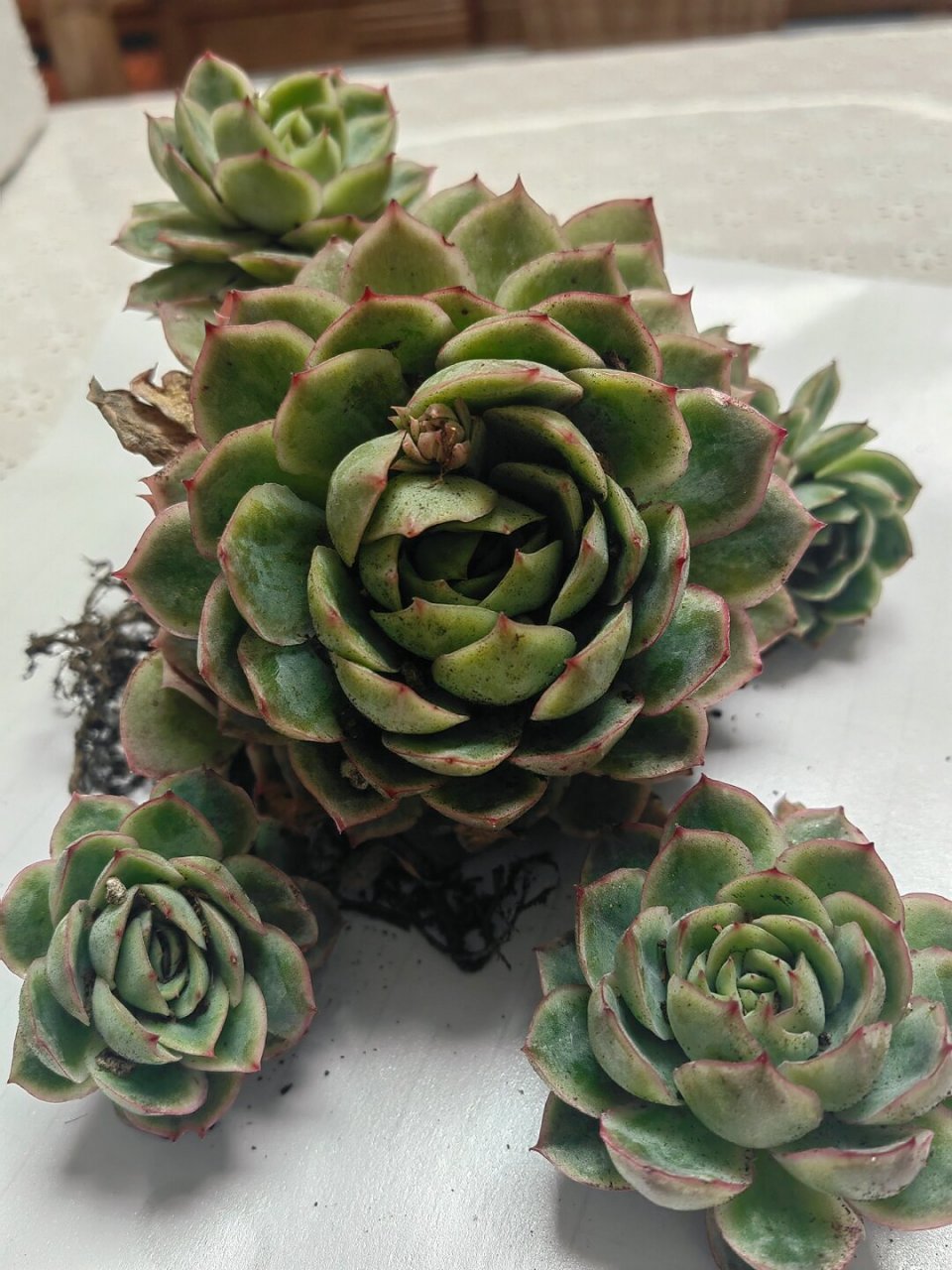 每天认识一款多肉:月影  月影,又被称为美丽石莲花,属于景天科石莲花