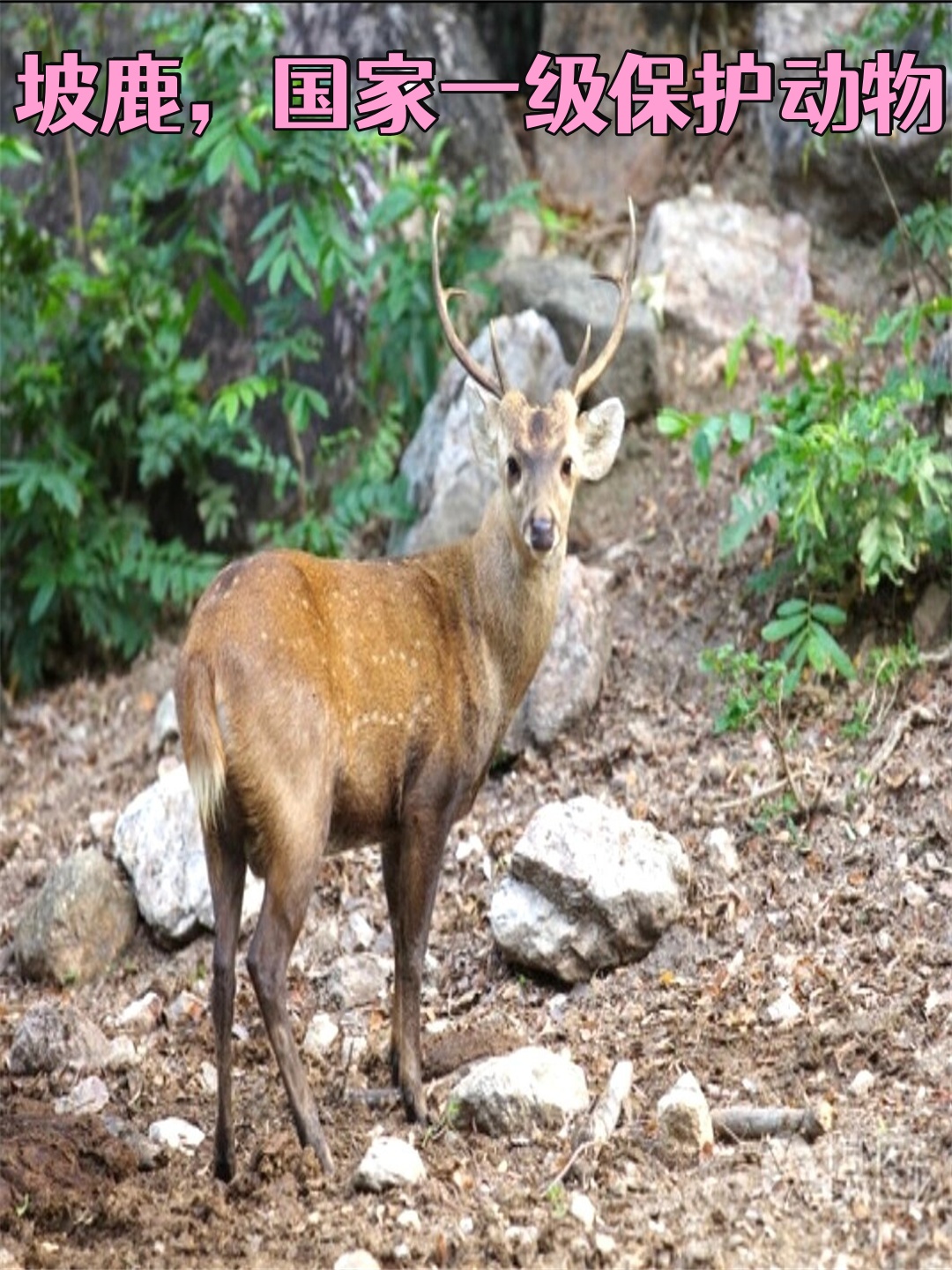 坡鹿,国家一级保护动物 坡鹿.@兮熙老师的动态