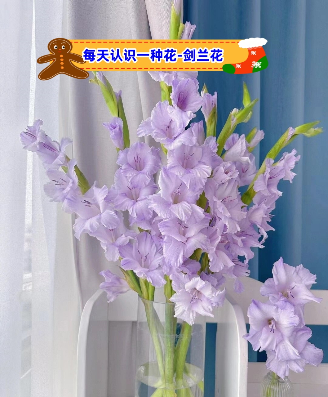 一种花-剑兰花  94别名与俗称:菖兰,剑兰,扁竹莲,十样锦,十三太保