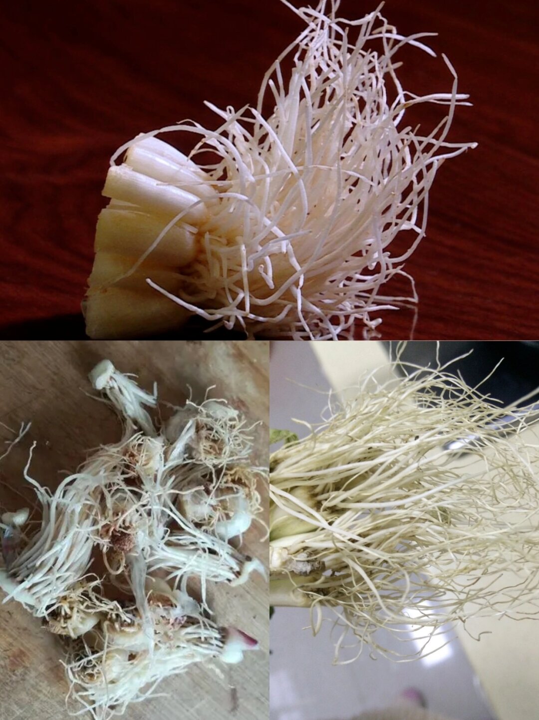 它通常在秋季至春季间采摘,此时的葱须药效最佳