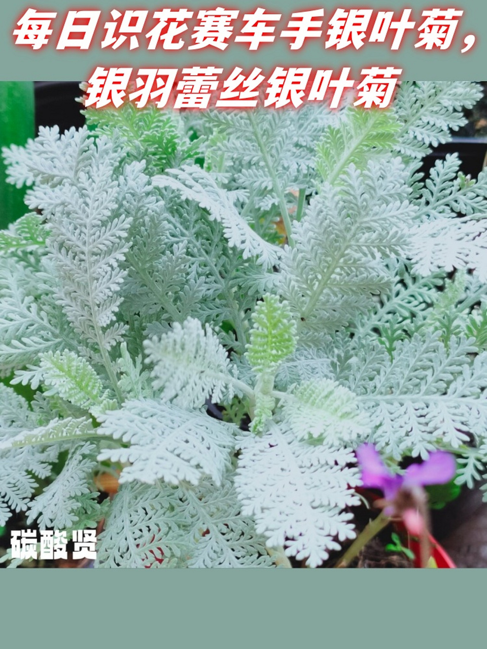 每日识花赛车手银叶菊,银羽蕾丝银叶菊  银叶菊  银叶菊,这株多年生