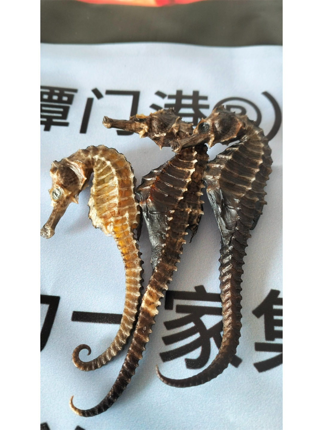 在广袤的海洋中生活着一种神奇而美丽的生物
