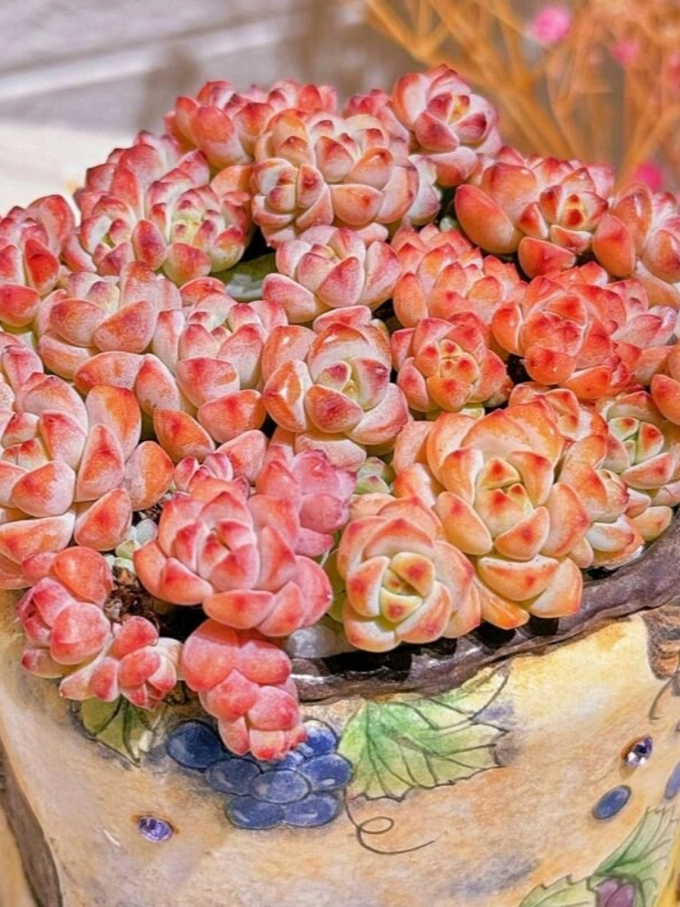 每天认识一种多肉-焦糖精灵  焦糖精灵:迷人的小型多肉植物  焦糖精灵