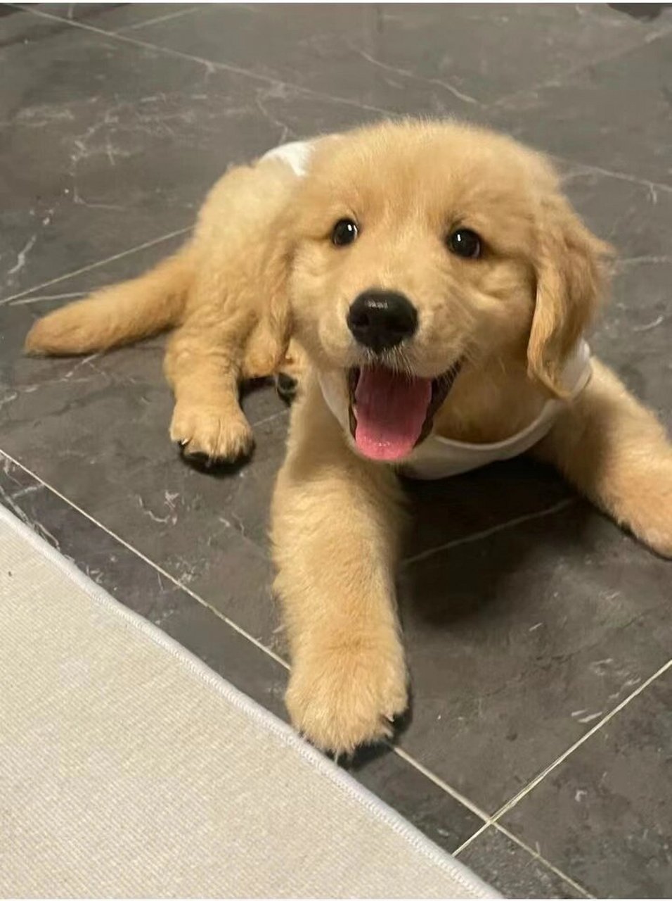 金毛幼犬蹲姐姐  一窝超级可爱的小金毛幼犬来啦!