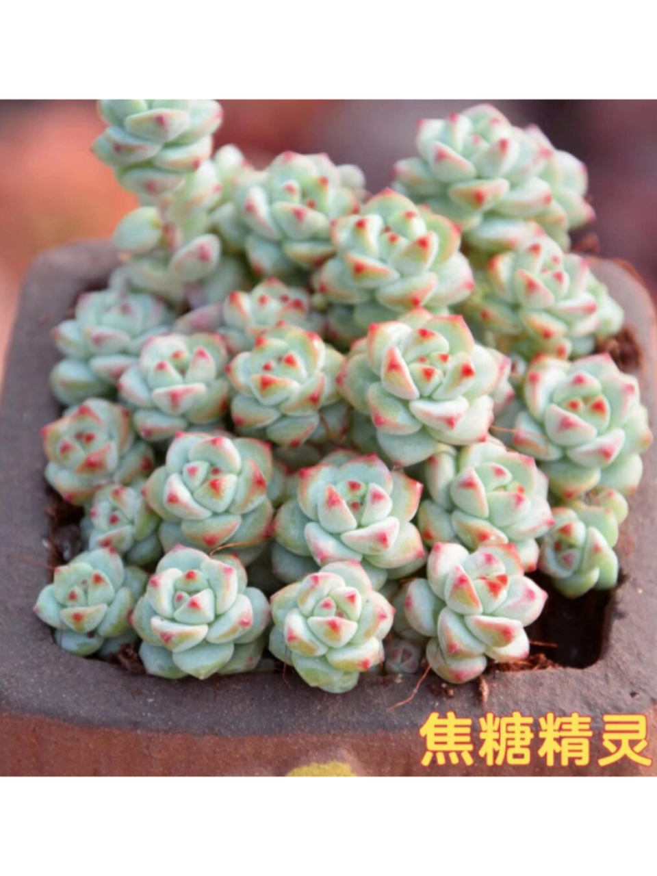 每天认识一种多肉-焦糖精灵  焦糖精灵:迷人的小型多肉植物  焦糖精灵