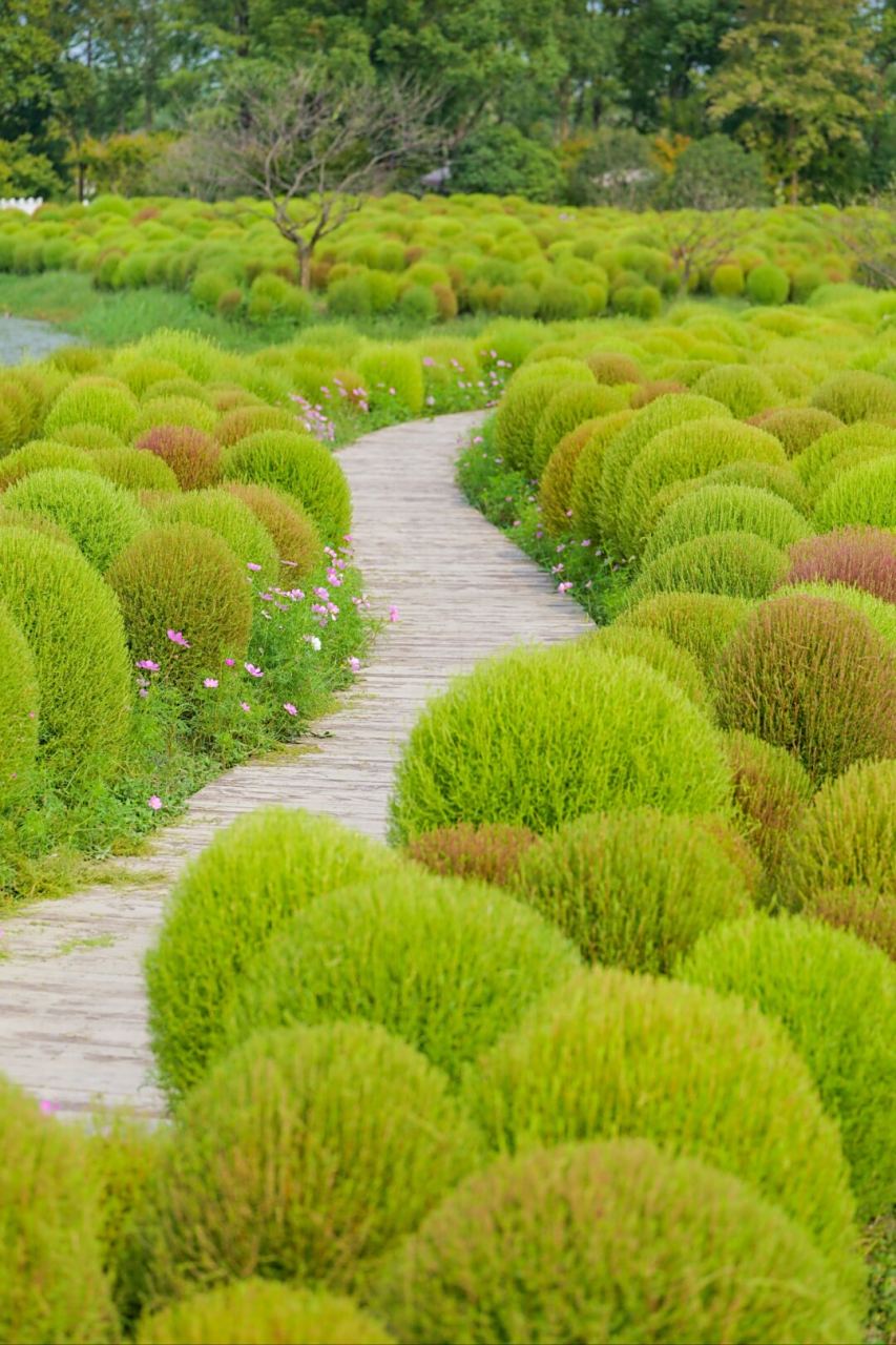 亲爱的朋友们,快来抢先打卡吧!那片神奇的地肤草花海正在向你招手!