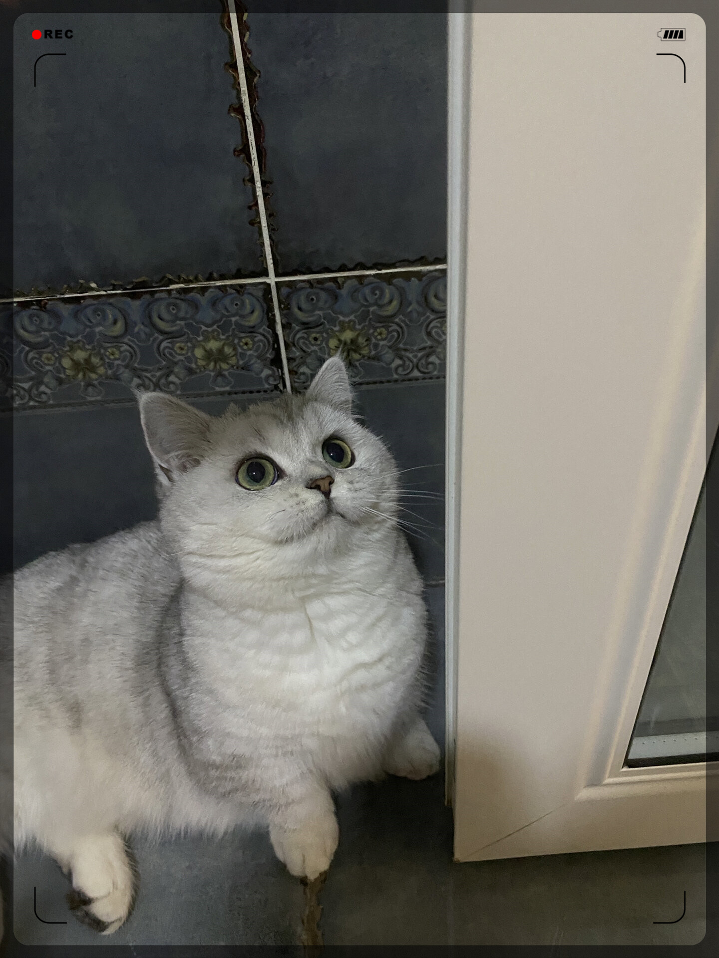 我家的银渐层短腿猫宝宝才6个月就已经6斤啦 我要上热门