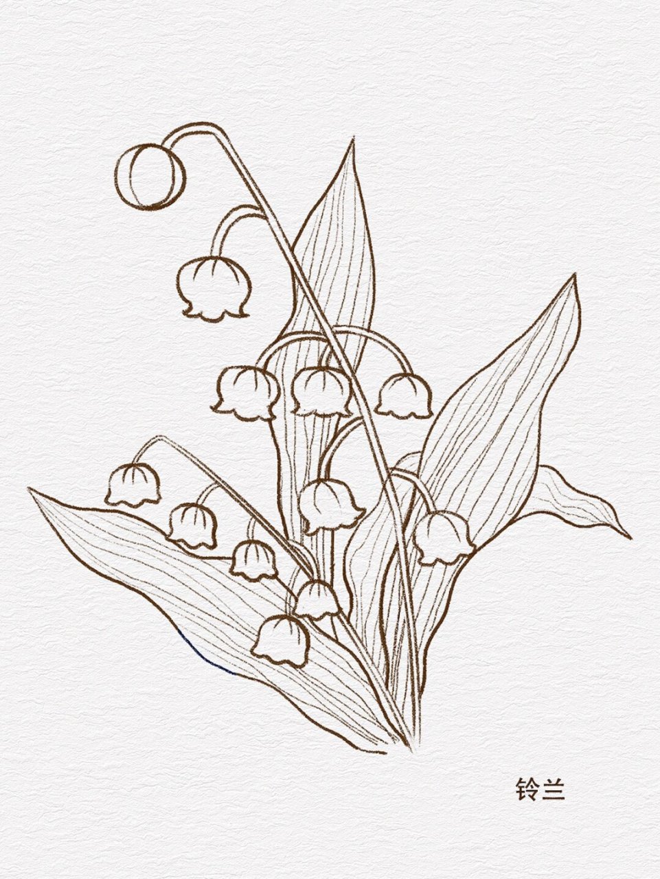 零基础学插画|花卉线稿小合集~  黑天鹅与花卉线稿合集  在艺术的世界