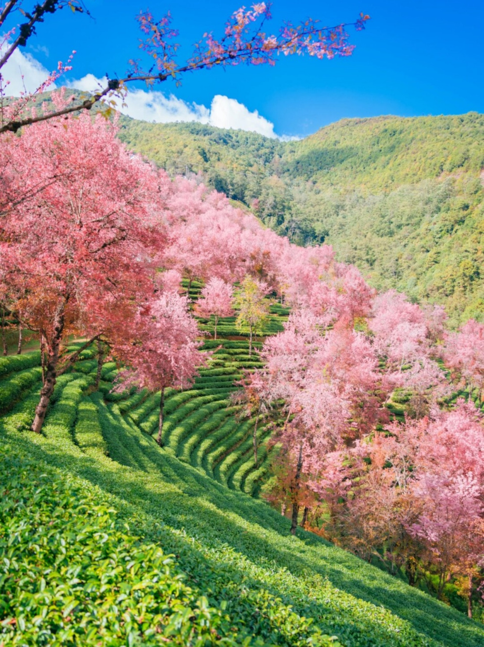 云南樱花谷风景区图片