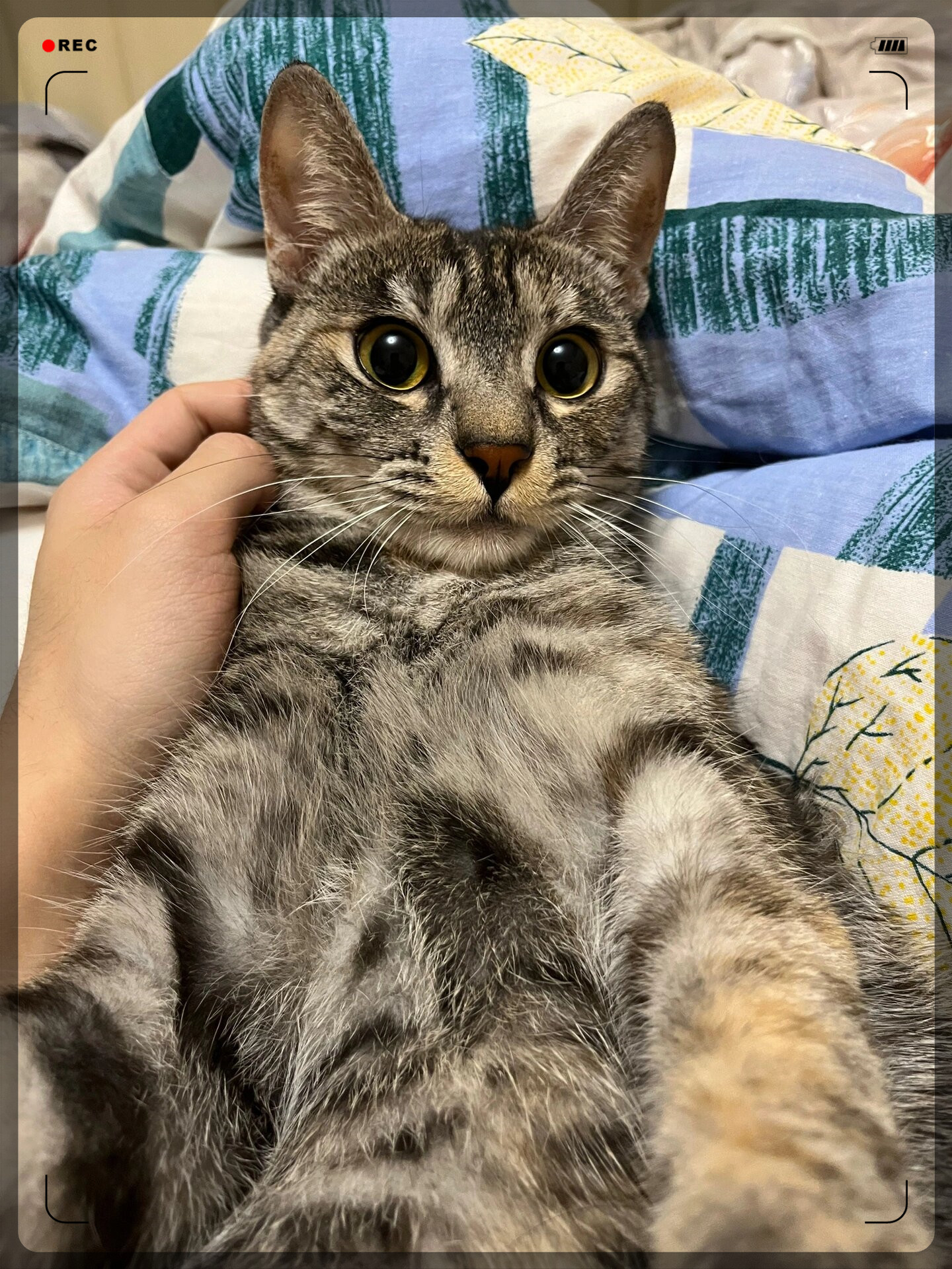 长大的狸花猫,是时光赋予的温柔~   转眼间, 那个小不点已经变成了