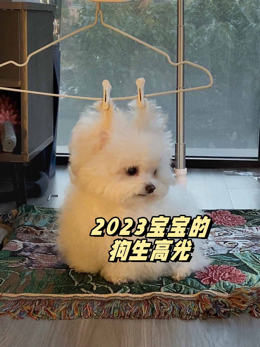 稀饭馒头谐音喜欢馒头是一只三岁的小体白泰迪妹妹