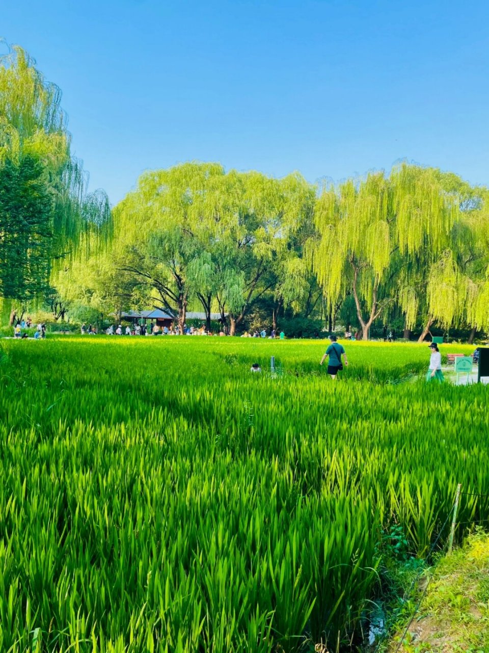 北京最美草坪是它  "在海淀公园里,有一片超大的草坪,你可以随意躺下