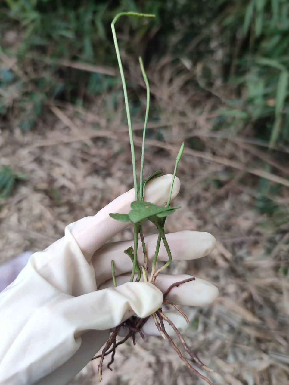 不知名药材;我们这边大家都叫一支箭,友友们知道这是啥嘛