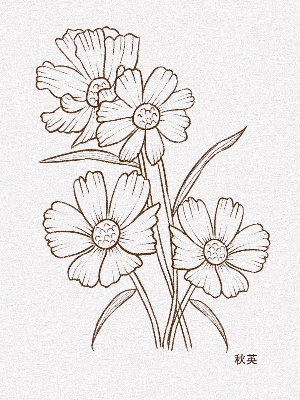 零基础学插画|花卉线稿小合集~  黑天鹅与花卉线稿合集  在艺术的世界