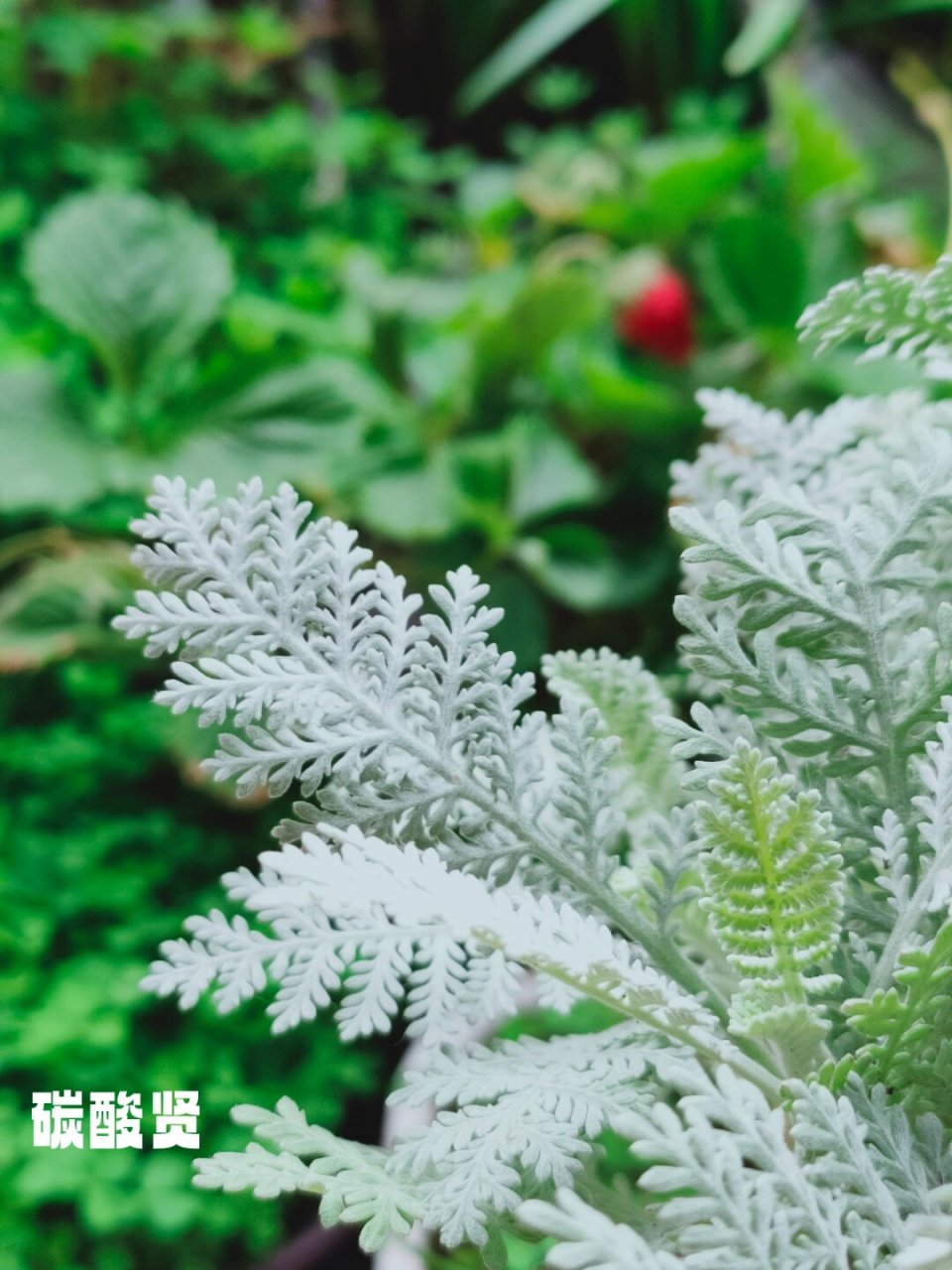 每日识花赛车手银叶菊,银羽蕾丝银叶菊  银叶菊  银叶菊,这株多年生