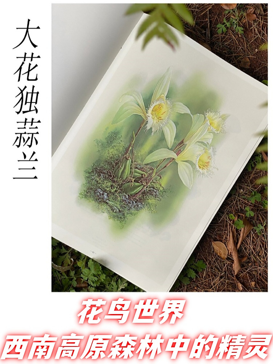 花鸟世界 | 西南高原森林中的精灵  大花独蒜兰:从自然珍宝到未来园艺