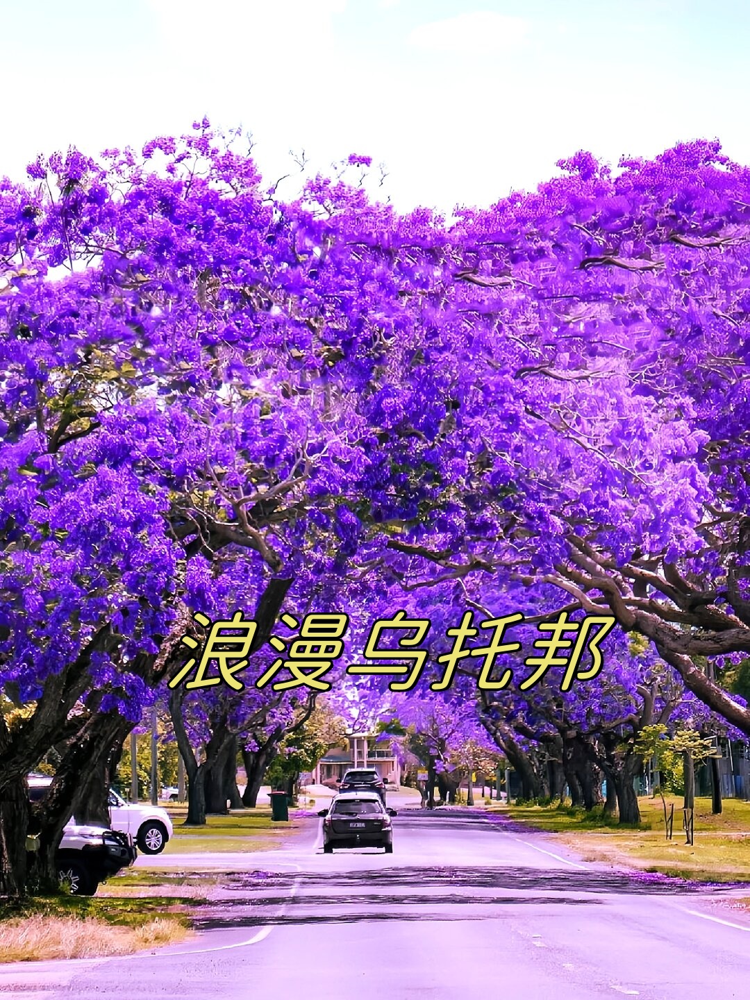 澳大利亚的春夏之交就像是一个神秘的紫色梦境