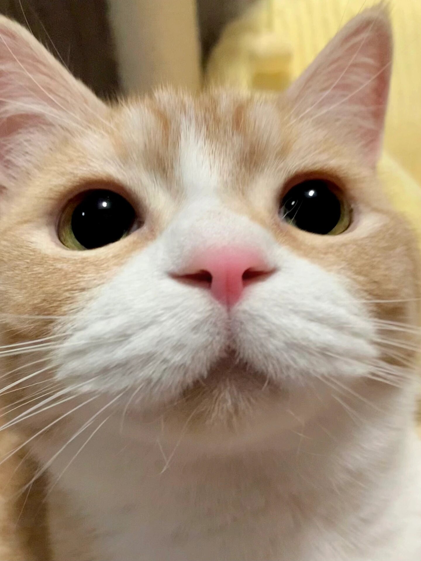 qq空间里的猫猫=空间里的猫猫是什么