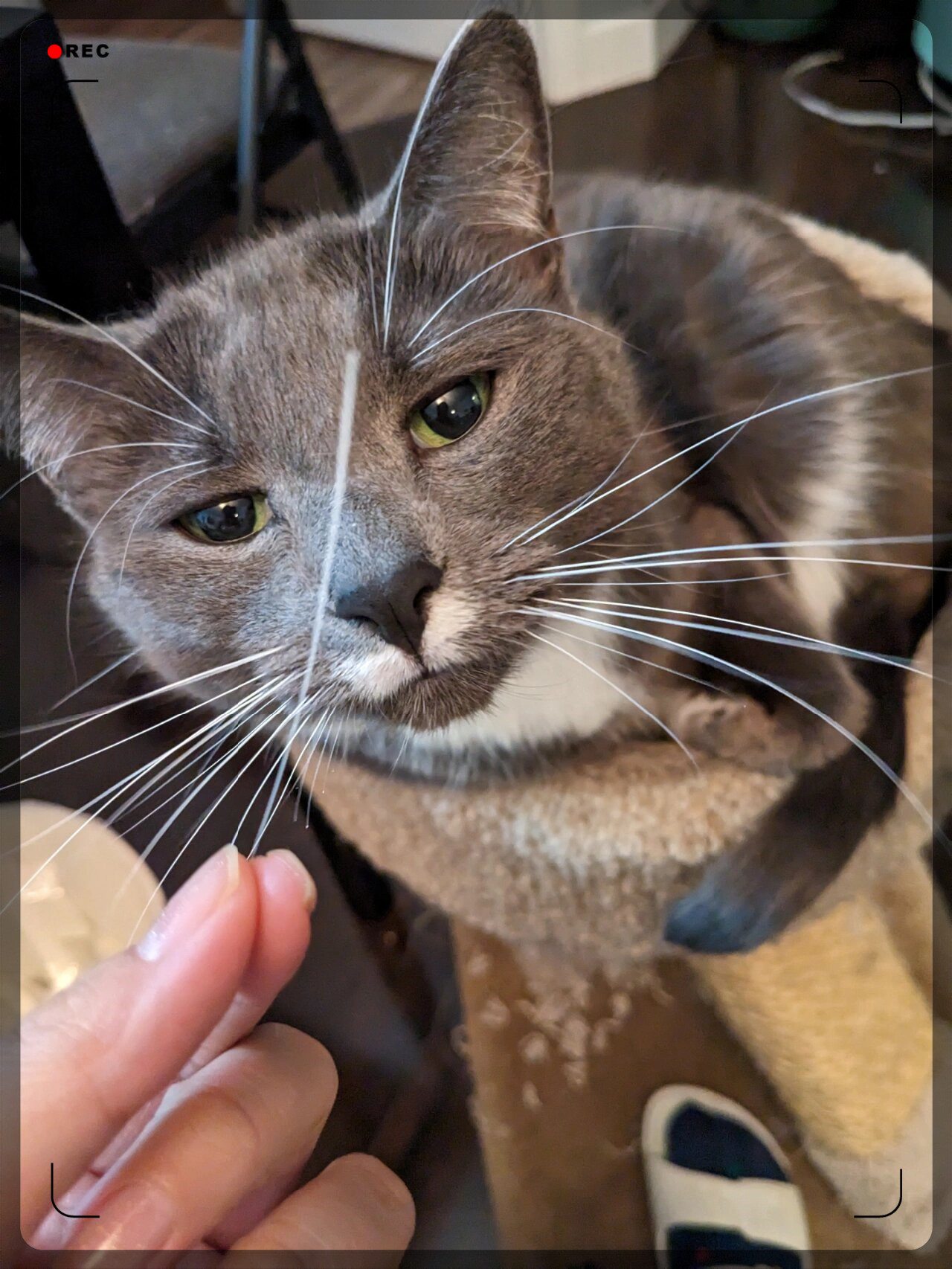 猫拉线电话机(电话线和猫怎么接线)