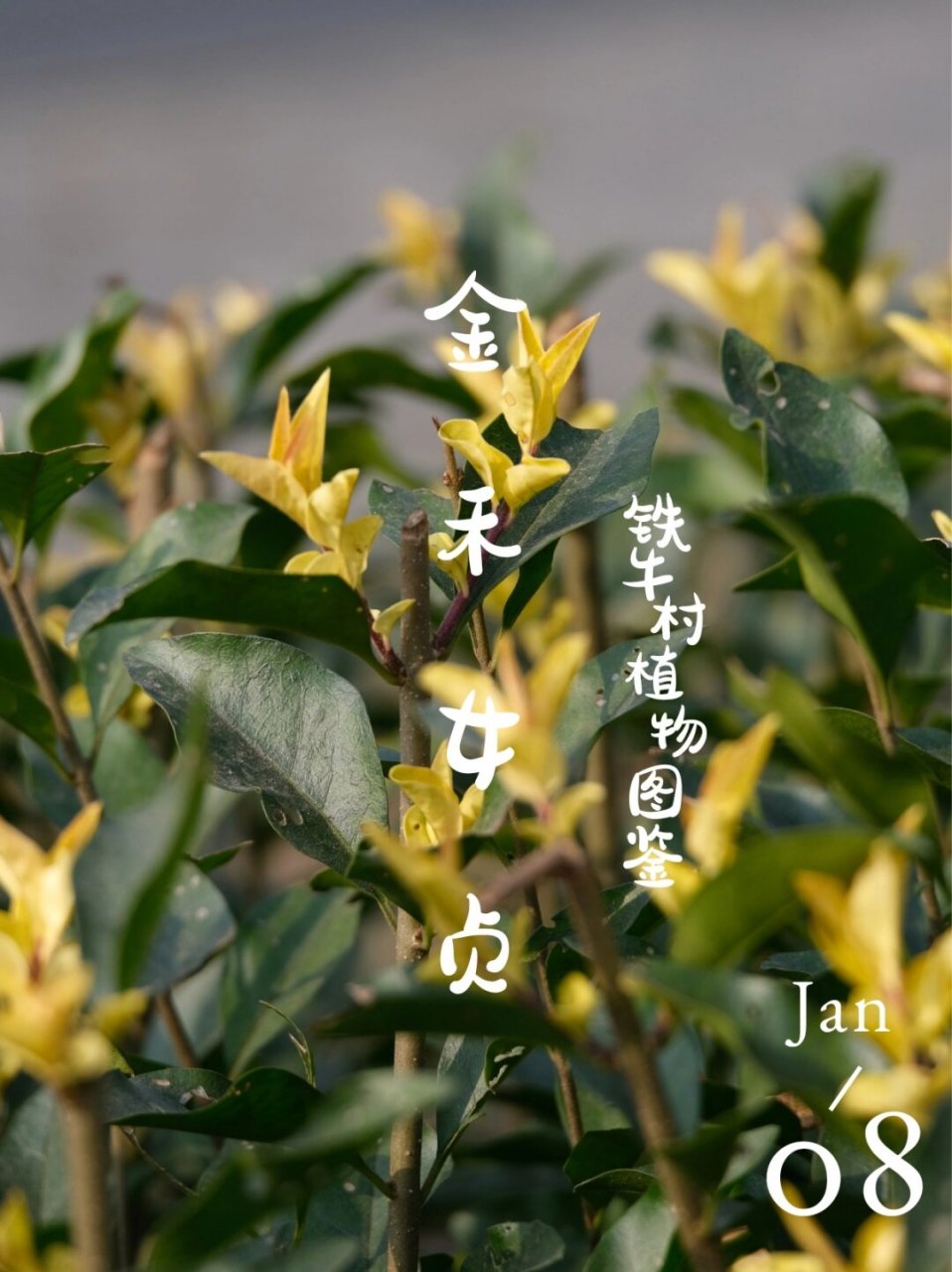 【金禾女贞】-铁牛村植物图鉴  【金禾女贞】又被亲切地称为〖柠檬女