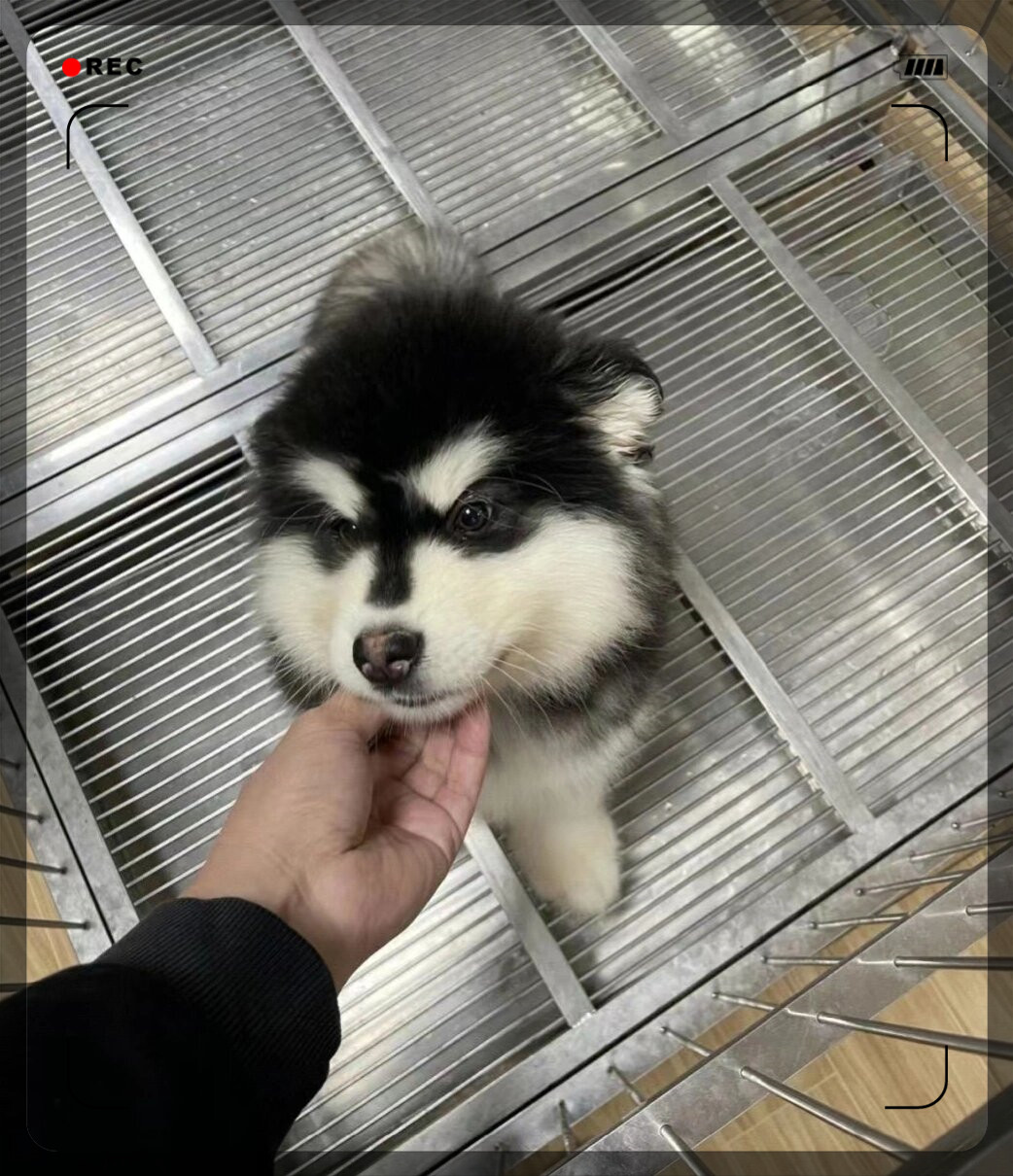 阿拉斯加犬是一种非常可爱的狗狗