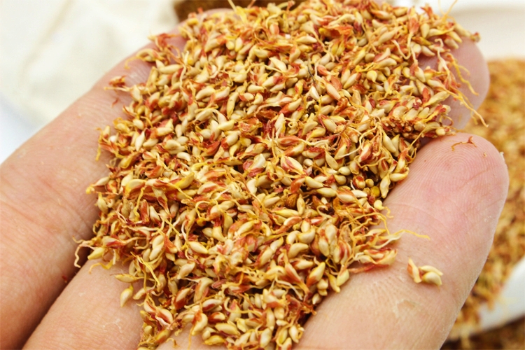 农村常见植物"冰粉果",夏天用它做成凉粉糕,清凉消暑又解渴