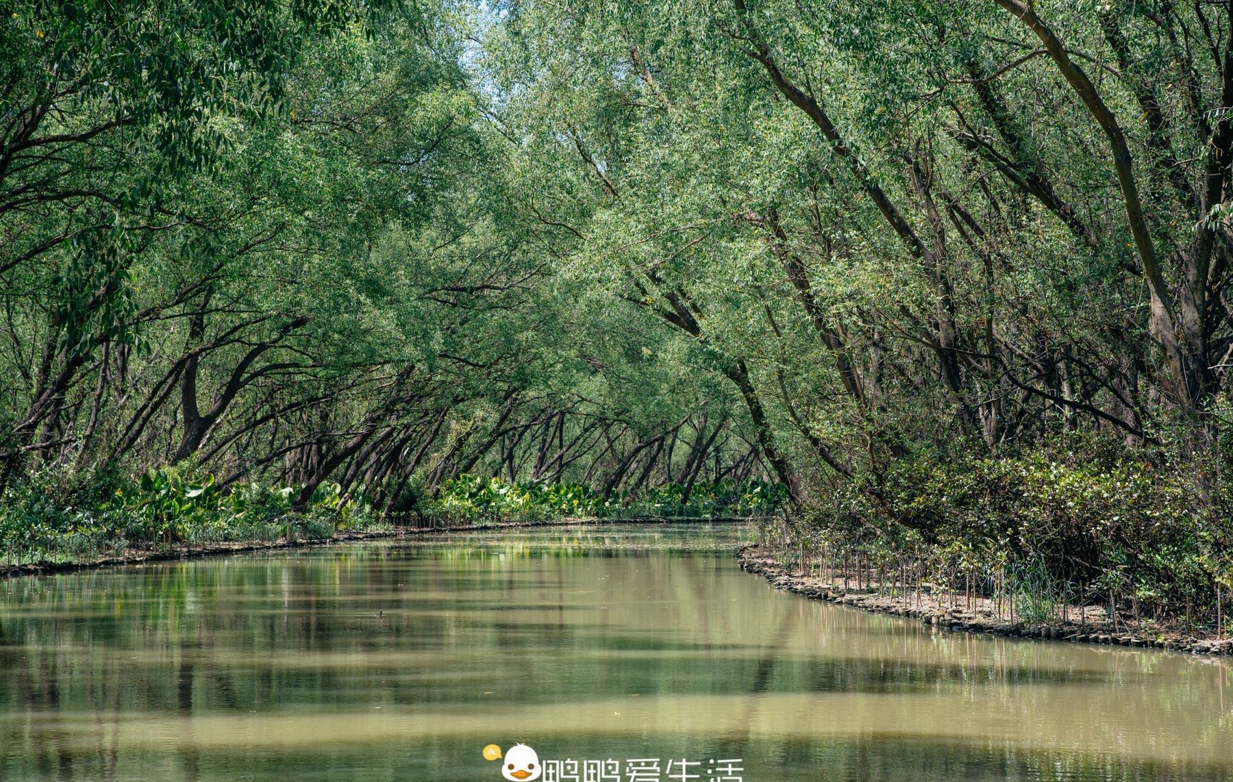 远离市区的广州南沙湿地公园,有万顷荷田,夏日赏荷休闲的好去处