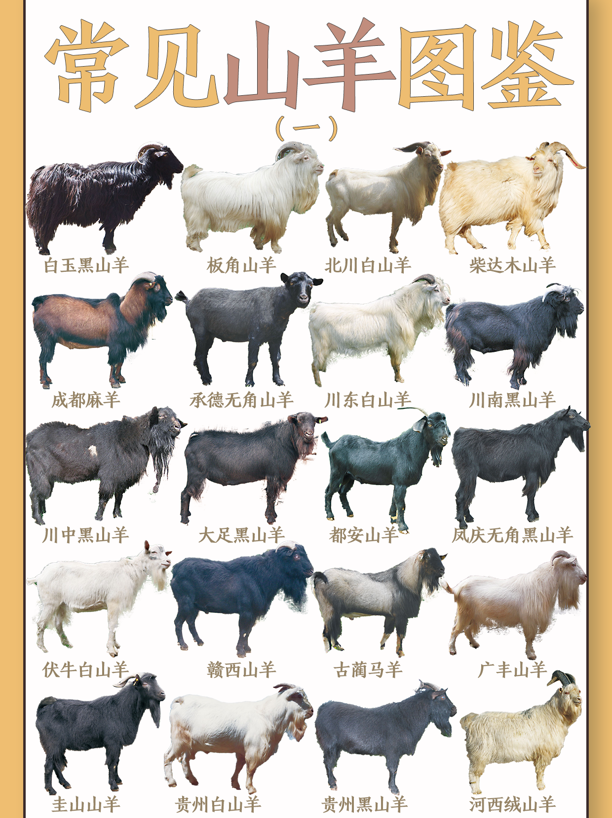 58种山羊大盘点,其中内蒙的阿尔巴斯山羊肉最好吃