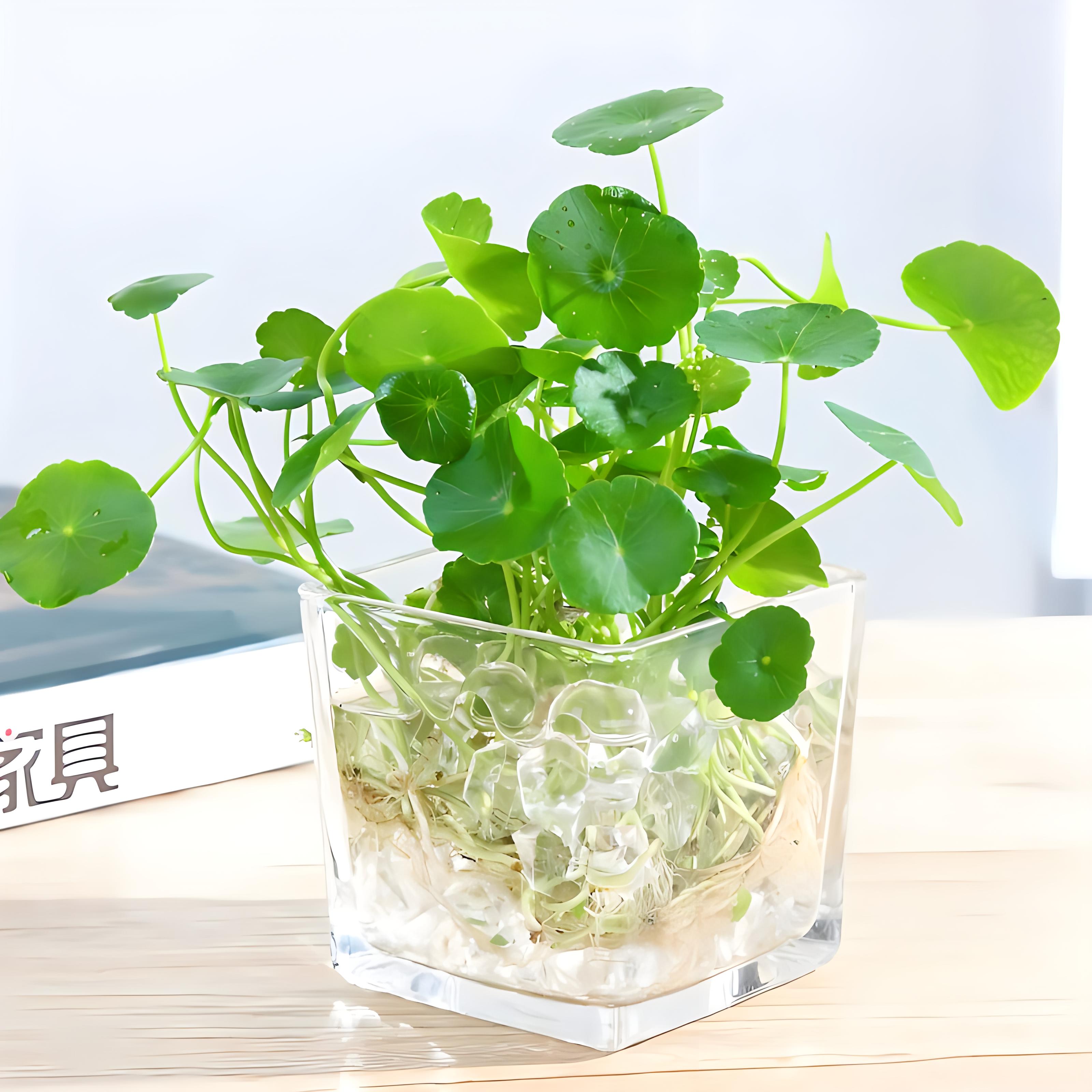 今天,就为大家介绍四种特别适合家养的水培植物:水仙花,铜钱草,风信子