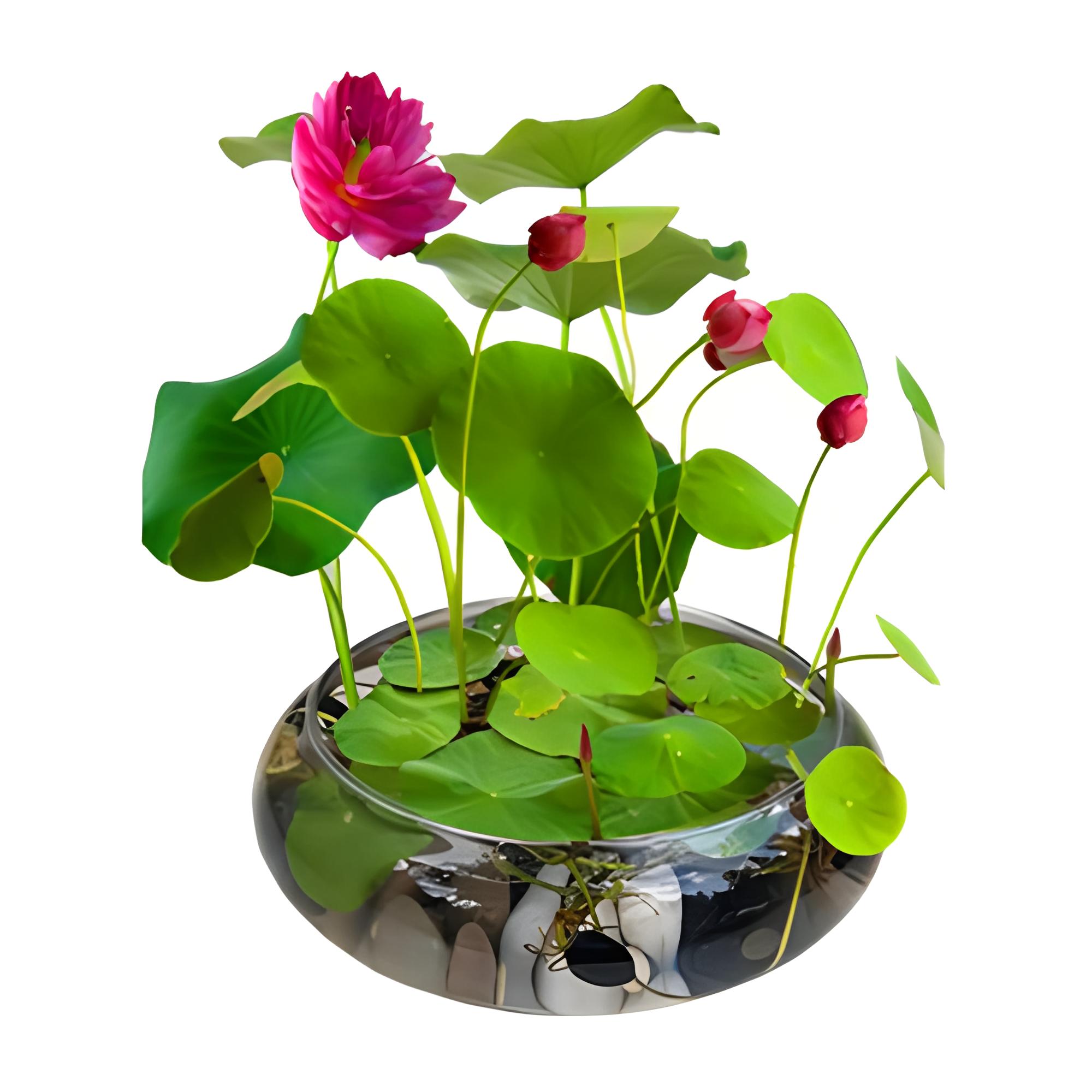 家中小角落,水培绿意浓——四种水培植物让你的家更温馨