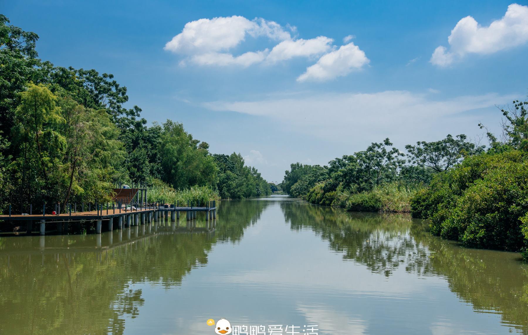 远离市区的广州南沙湿地公园,有万顷荷田,夏日赏荷休闲的好去处