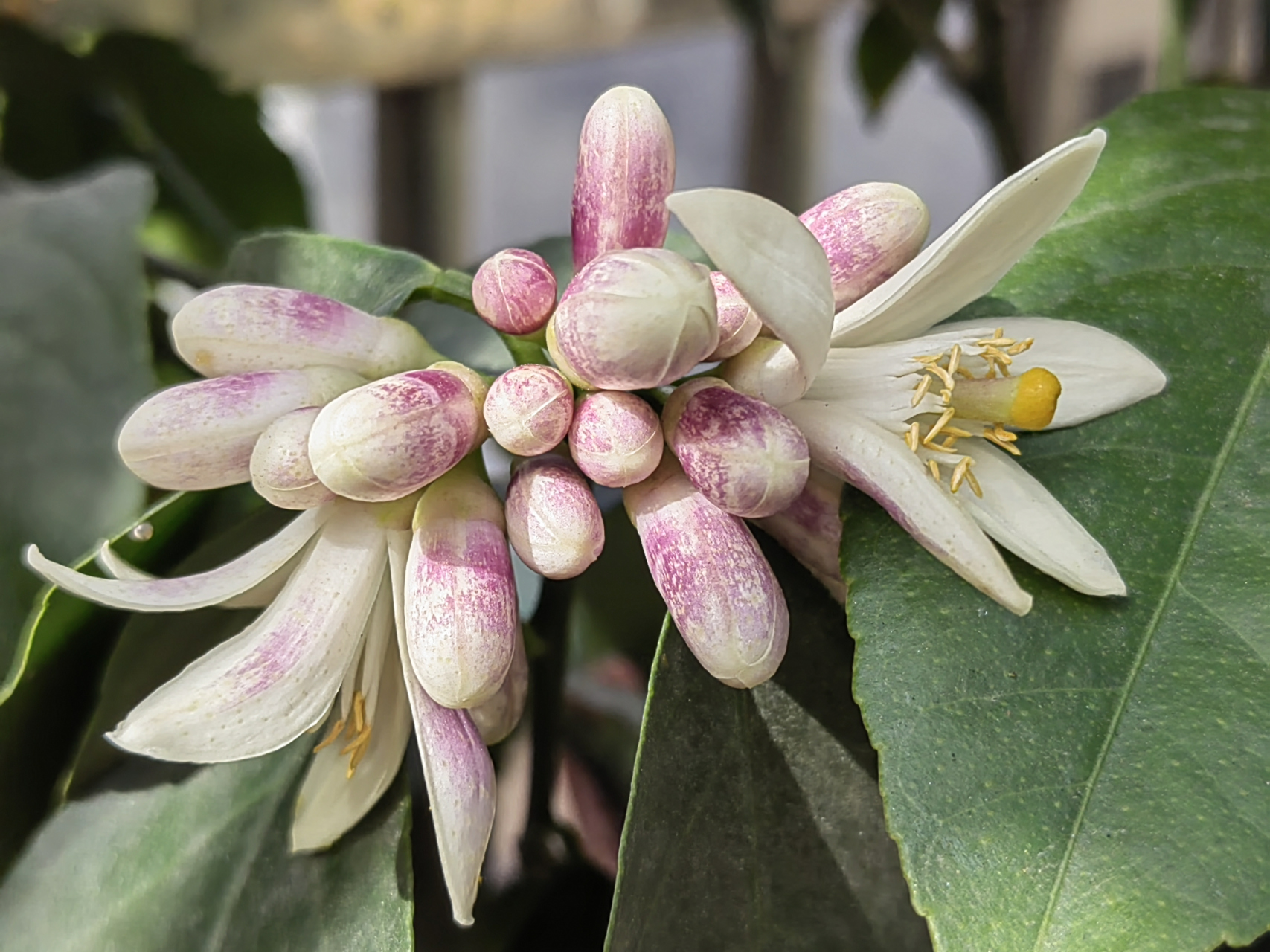 立春很快就要到了,我家阳台上种的两棵香水柠檬终于开花了.