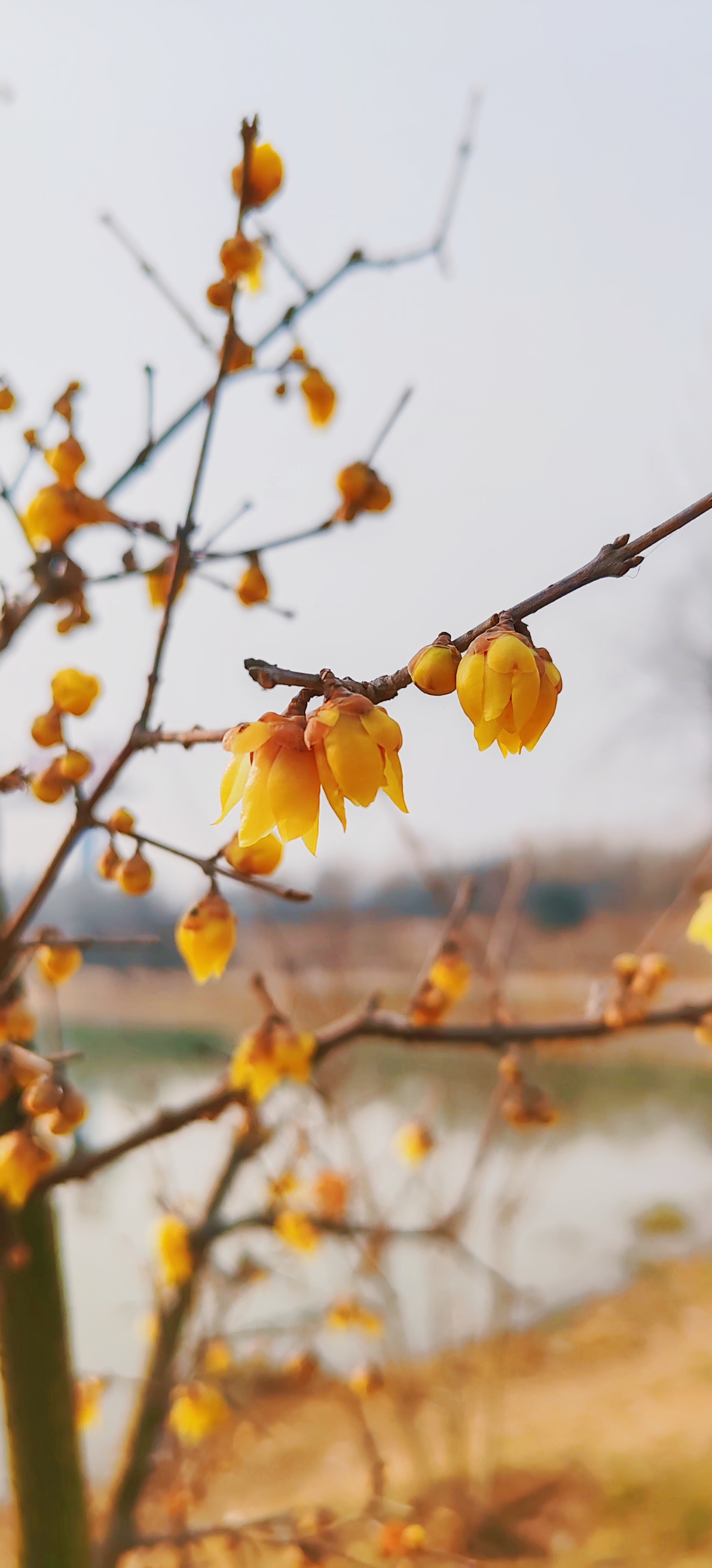 迎春花香不香?图片