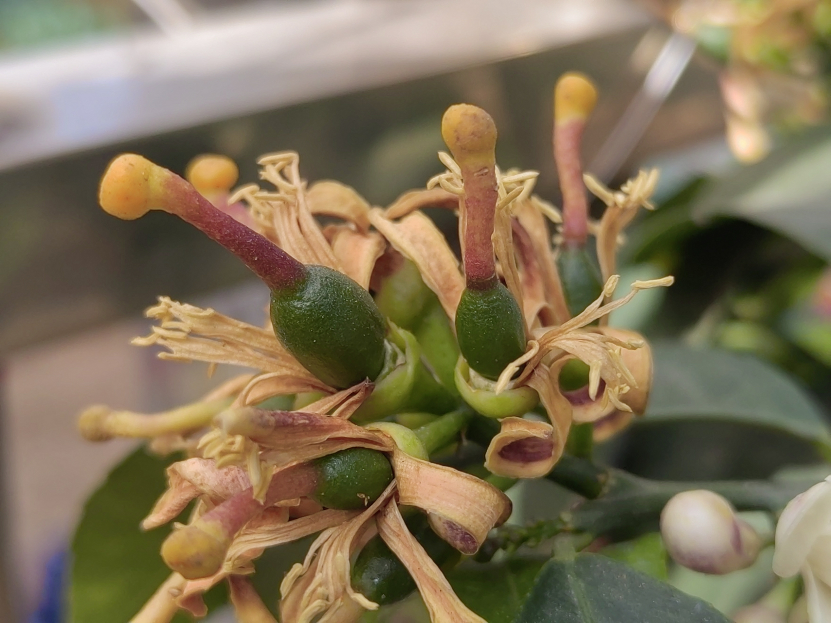 立春很快就要到了,我家阳台上种的两棵香水柠檬终于开花了.