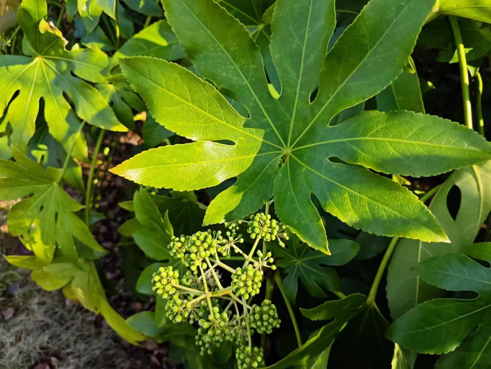 八角金盘树皮光滑,叶子宽大,叶色深绿发亮,嫩叶四季常青.