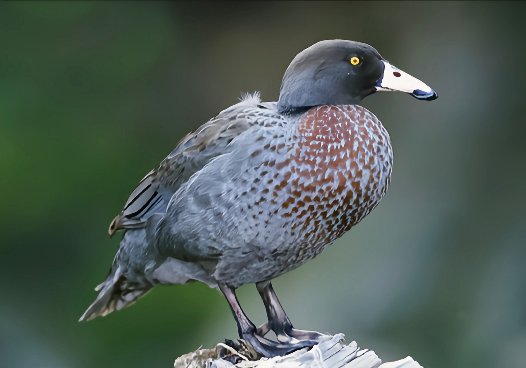 跨年创作挑战赛# 山蓝鸭,新西兰独有的一种水鸭类,以其在山间湍急