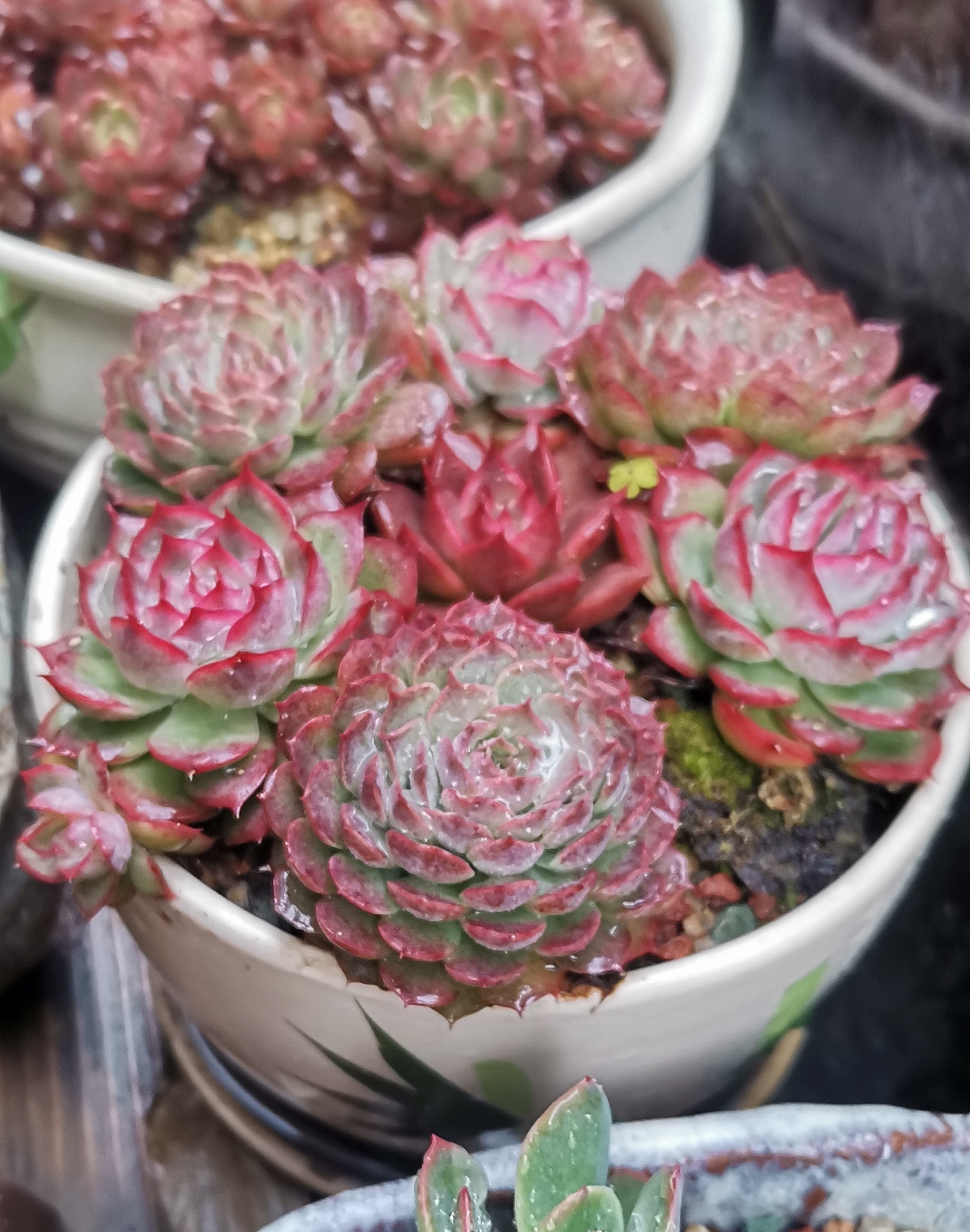 陶瓷花盆拼种的多肉,三棵恻隐,三棵朱砂痣和一棵红颜蜜语,当时买的是