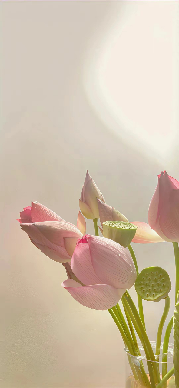 莲花壁纸,心如莲花,念如菩提,过禅意生活,感悟世间薄凉冷暖 #跨年创作