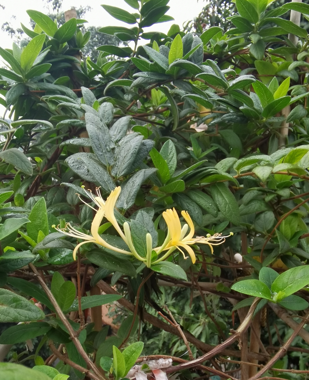 金银花,别名忍冬藤,5月至10月是它的花期,现在是一月中旬,它就这牙滗