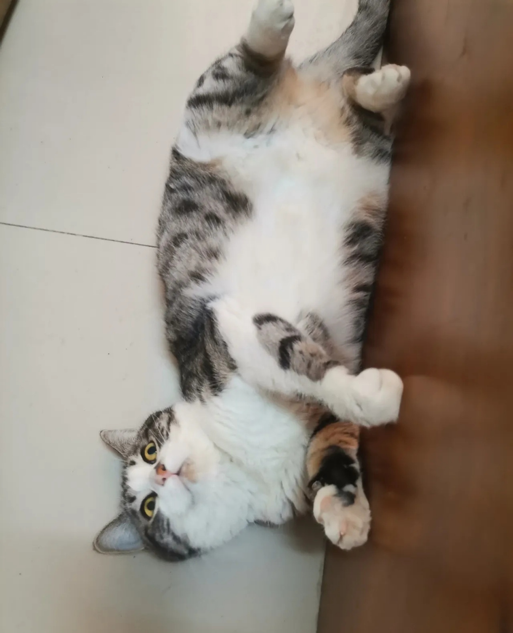 今天早上,当我醒来时,我看到我家的猫四脚朝天,靠在床上,看起来傻傻的