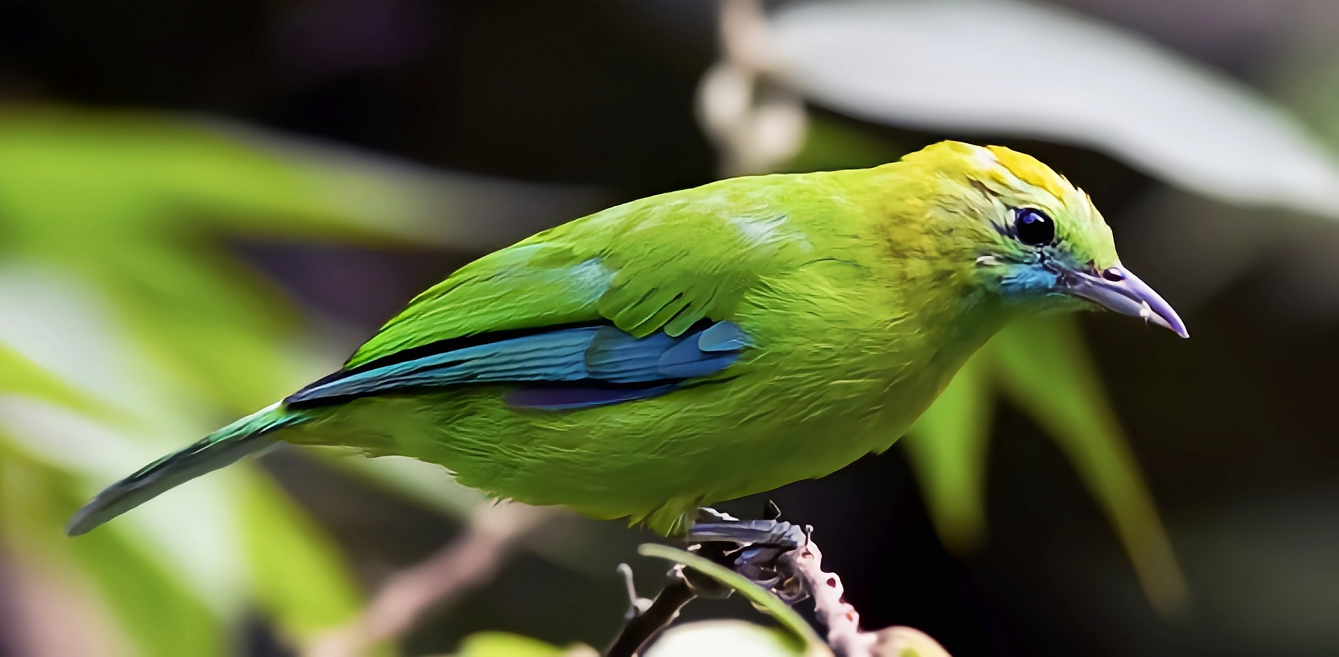 跨年创作挑战赛# 蓝翅叶鹎雄鸟外观呈现典型的草绿色,其尾巴呈蓝绿色