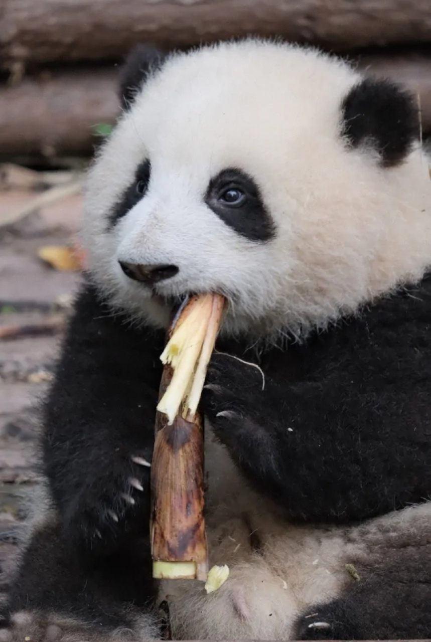 每个熊猫宝宝都是天赐华夏的精灵,可爱呆萌,融化人心.
