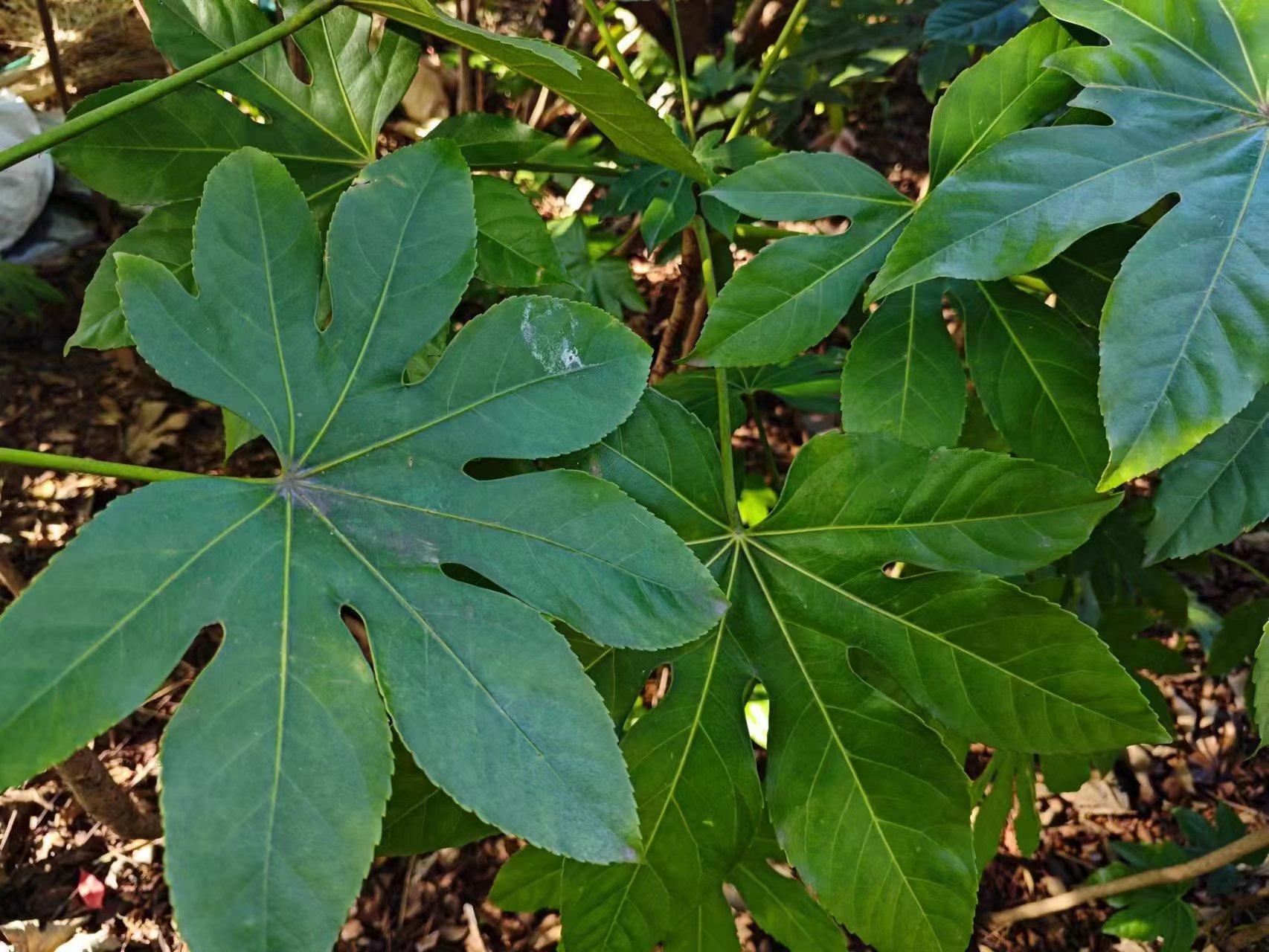 八角金盘树皮光滑,叶子宽大,叶色深绿发亮,嫩叶四季常青.