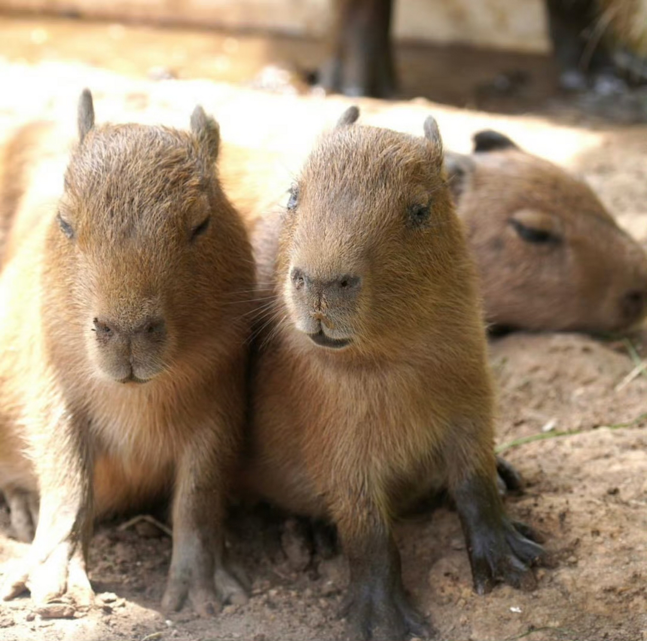 水豚宝宝,一副没睡醒的样子.