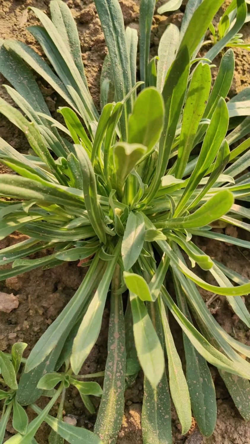 农村地里的野菜,这颗菜真大呀-度小视