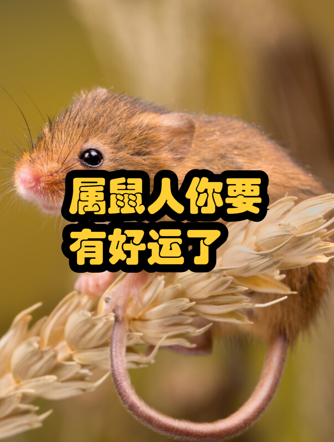 属鼠人你要有好运了