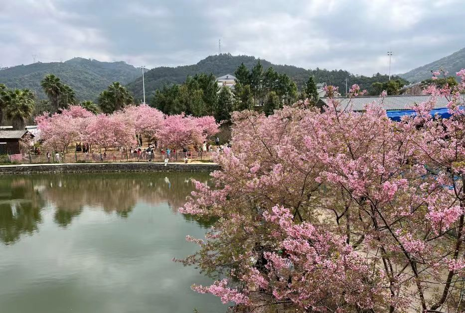 春天又快到了,龙台山生态园游樱花漫天