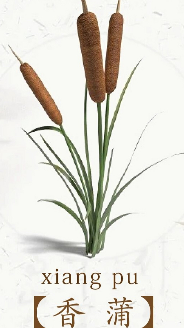 你们见过香蒲吗?